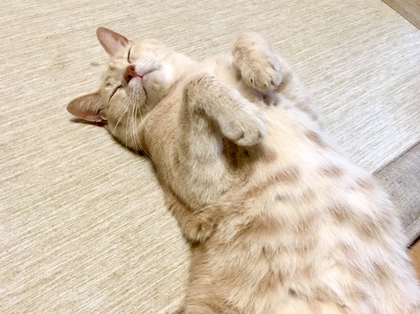 腸セラピー　腸もみ　資格　スクール