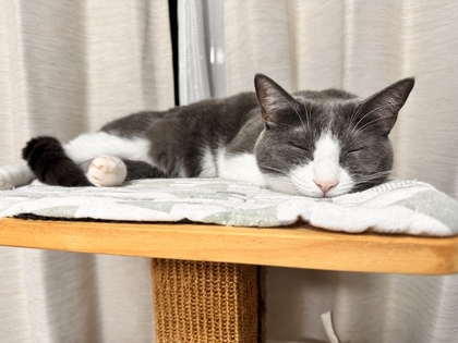 腸もみで睡眠の質がよくなる！をもっと追究しよう